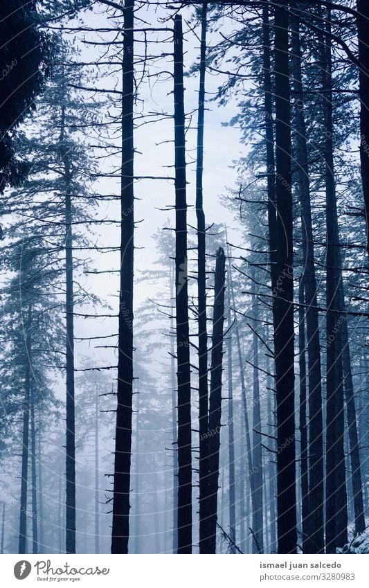 snow on the trees in the forest in winter season Tree Snow Snowfall Winter White Cold Frost Ice Scene Weather Frozen Forest Mountain Nature Landscape