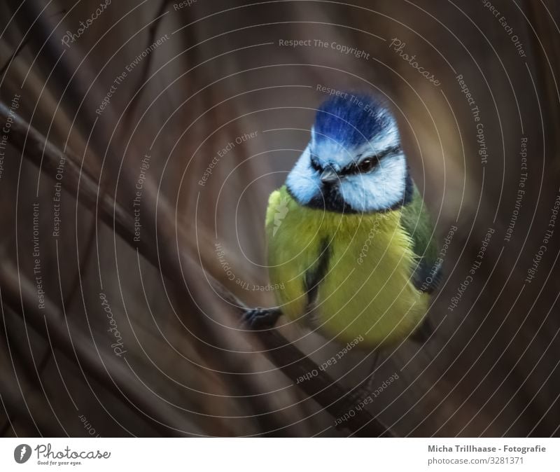 Blue tit at dusk Nature Animal Sunlight Beautiful weather Bushes Twigs and branches Wild animal Bird Animal face Wing Claw Tit mouse Head Beak Eyes Feather