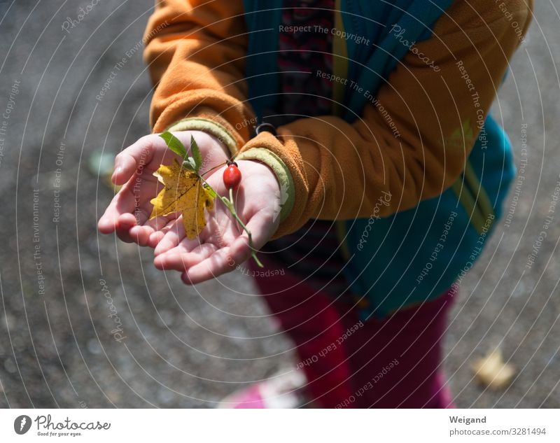 autumn bliss Contentment Senses Relaxation Calm Fragrance Thanksgiving Human being Girl Infancy Leaf Observe Curiosity Autumn Collection Rose hip Colour photo