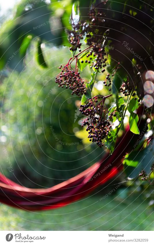 elder Food Fruit Plant Tree Garden Park Hang Elder Bushes Calm Relaxation Hammock Exterior shot Copy Space left