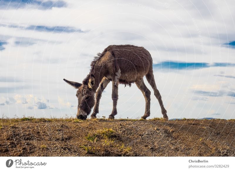 frugal donkey Far-off places Freedom Nature Landscape Earth Sky Clouds Field hillock Farm animal Donkey 1 Animal Observe To feed Cool (slang) Contentment Serene