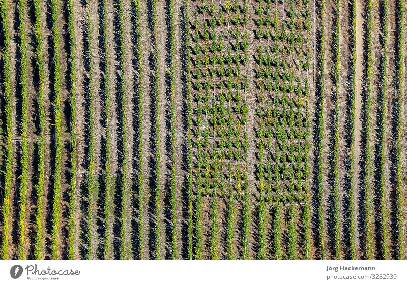 green vineyards at the river Moselle Vacation & Travel Summer Sun Nature Landscape Plant Leaf Green Beauty Photography Europe European famous fields german