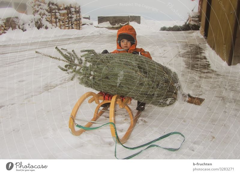 Child with Christmas tree on a sleigh Joy Harmonious Leisure and hobbies Winter Snow Christmas & Advent Toddler Face 1 Human being Tree Coat Cap Select Shopping