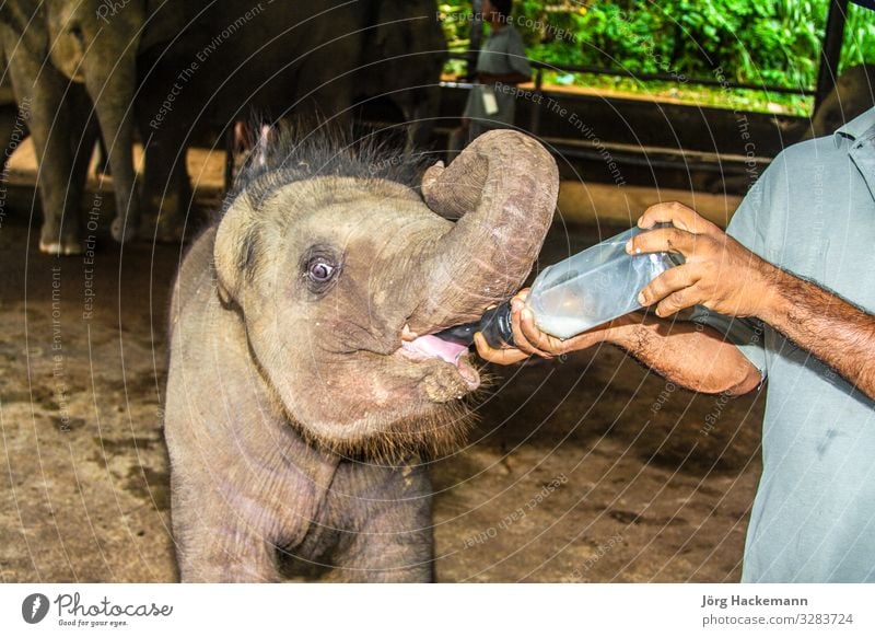 Sri Lanka Vegetable Bottle Beautiful Life Vacation & Travel Adventure Summer Baby Mouth Hand Zoo Nature Animal Love Cute Brown Appetite Beauty Photography