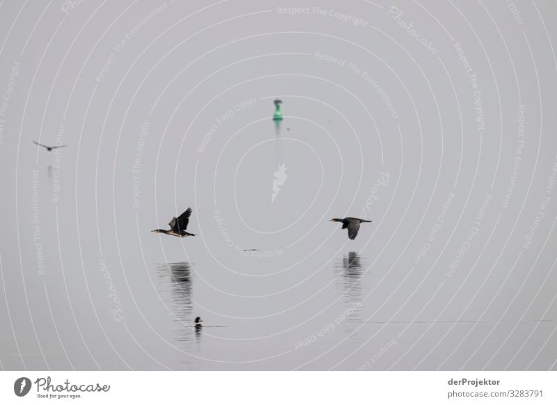 Cormorants in flight Vacation & Travel Tourism Trip Adventure Far-off places Freedom Winter vacation Environment Nature Landscape Plant Animal Fog Waves Coast