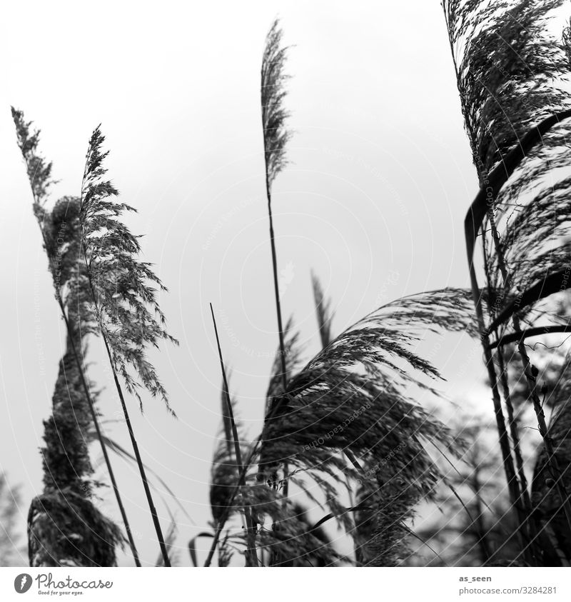 Grasses at the lake Environment Nature Plant Sky Autumn Winter Foliage plant Common Reed reed grass Coast Lakeside Movement Blossoming Growth Esthetic Authentic