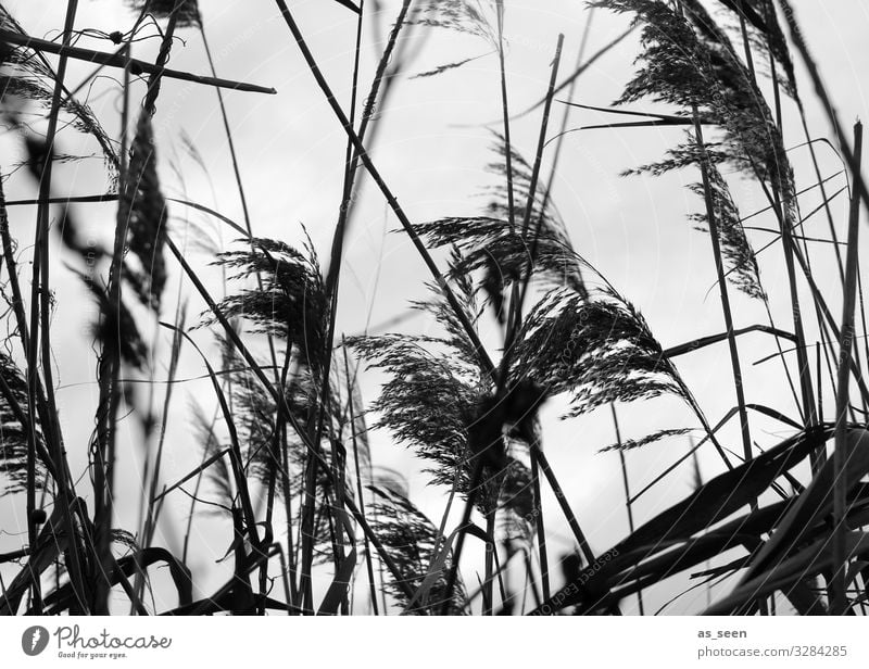 Reed on the bank Environment Nature Landscape Air Autumn Winter Weather Wind Plant Blossom Foliage plant Common Reed Grass Lakeside Movement Blossoming Esthetic