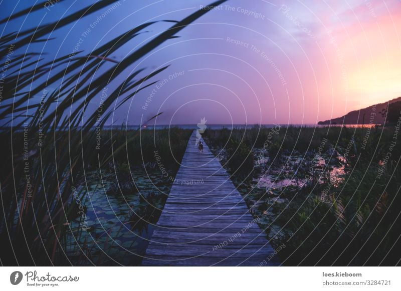 Dock during purple sunset at lake Itza Relaxation Vacation & Travel Tourism Far-off places Freedom Summer Beach Nature Sunrise Sunset Grass Foliage plant