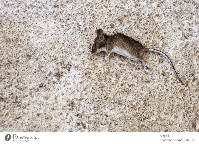 Host gift Mouse Lie Creepy Small Brown Gray Sadness Grief Death Transience Jinx Bird's-eye view Animal portrait Terrace Street dead deceased Nature Asphalt