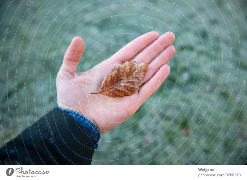 frost Harmonious Well-being Contentment Relaxation Calm Meditation Hand Environment Nature Elements Autumn Winter Carrying Dream Sadness Sympathy Friendship