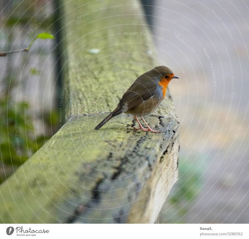 robin Animal Bird 1 Wood Flying Feeding Cute Red Colour photo Exterior shot Shallow depth of field Animal portrait