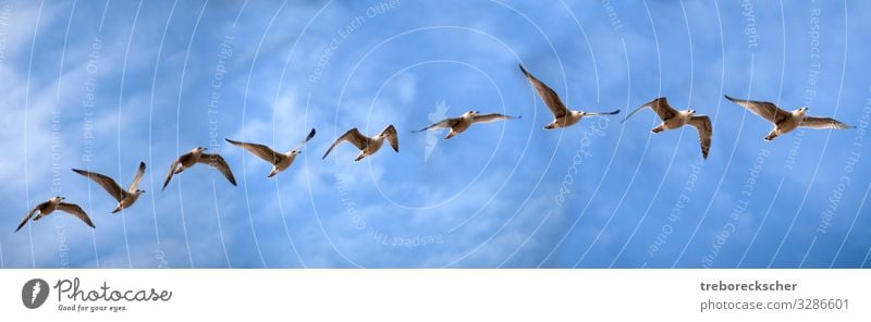 Bird flight study of a sea gull Elegant Beautiful Freedom Ocean Nature Animal Air Sky Clouds Coast Wild animal Wing Group of animals Flying Speed Blue Brown