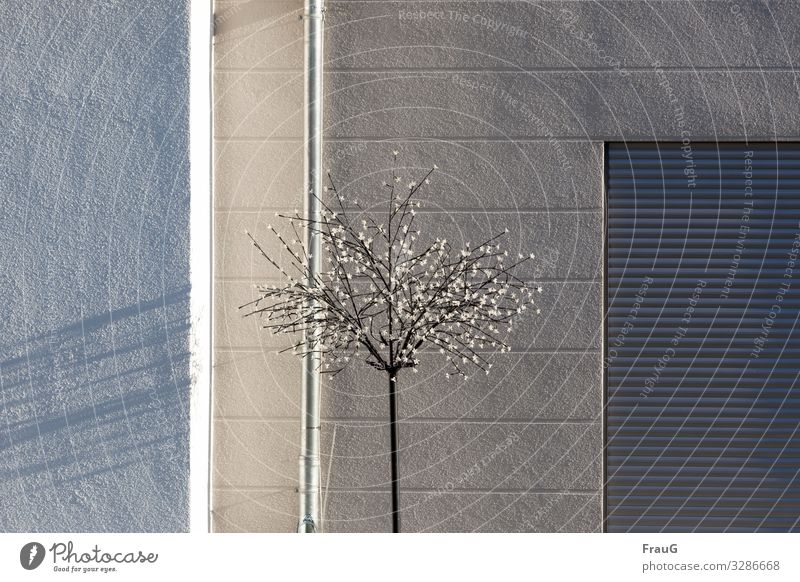 Illuminated tree in the sunlight House (Residential Structure) Building Wall (building) Facade Plaster Venetian blinds Downspout Structures and shapes lines