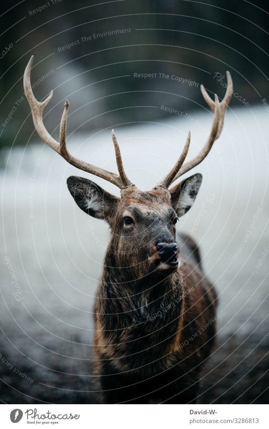 deer head ...alive Lifestyle Art Work of art Painting and drawing (object) Environment Nature Winter Climate change Bad weather Ice Frost Snow Animal