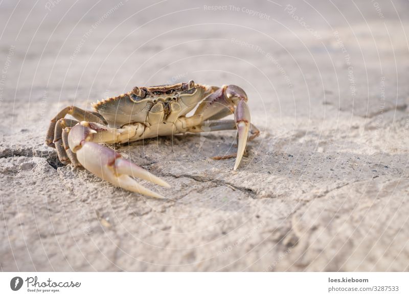 Posing lake crab Life Vacation & Travel Far-off places Summer Nature Sand Lake Animal Animal face Shellfish 1 Yellow Wanderlust wildlife Background picture