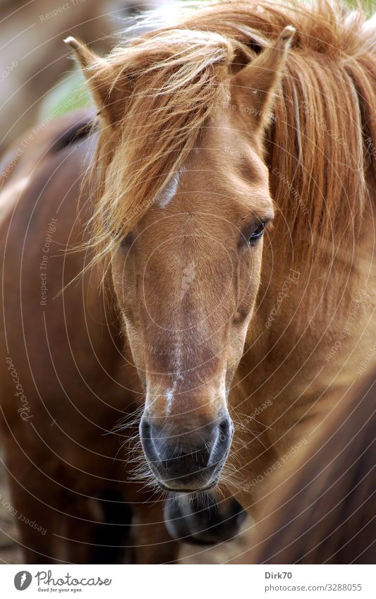 horse portrait Ride Equestrian sports Nature Air Sunlight Summer Beautiful weather Wind Pasture Denmark Jutland Animal Pet Farm animal Horse Animal face Bangs