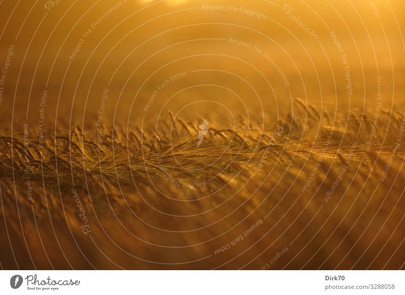 Cornfield in the evening light Food Grain Nutrition Agriculture Forestry Environment Landscape Summer Climate Beautiful weather Warmth Wheat Rye Barley Field