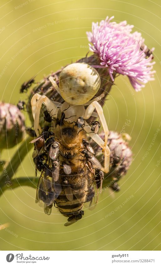 course of nature Spider Macro (Extreme close-up) Nature Animal Close-up Insect Detail Colour photo Animal portrait Exterior shot To feed Plant Garden