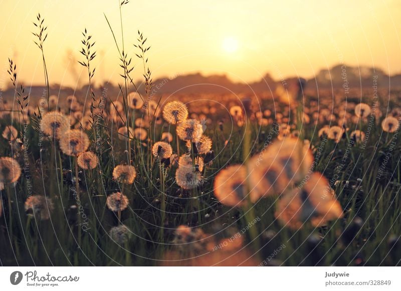 Sea of dandelions II Environment Nature Landscape Plant Sun Sunrise Sunset Sunlight Summer Beautiful weather Foliage plant Dandelion Dandelion field Weed Field