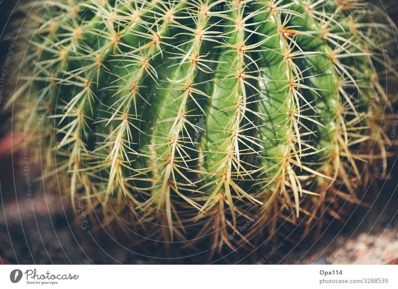 My little green cactus Summer Plant Cactus Foliage plant Point Thorny Brown Green Colour photo Exterior shot Close-up Detail Macro (Extreme close-up) Deserted