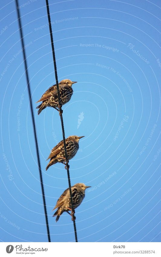 The birds Environment Nature Animal Sky Cloudless sky Sun Summer Beautiful weather Warmth Brittany France Wild animal Bird Starling Songbirds 3 Group of animals