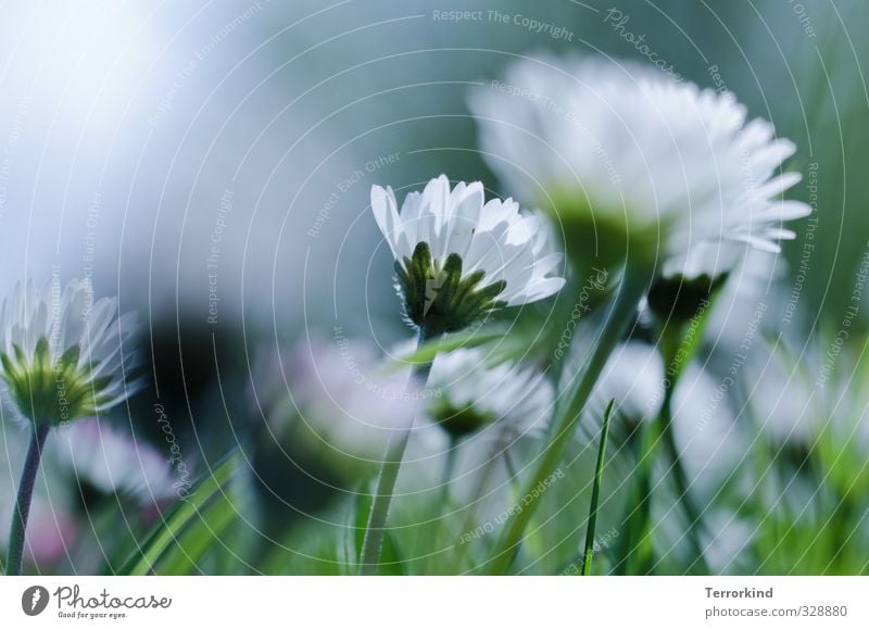 Hiddensee sunshade. Daisy Plant Green Growth Blossom Blossom leave White Pink Nature Sky Life Shallow depth of field Deep depth of field Blur Flourish