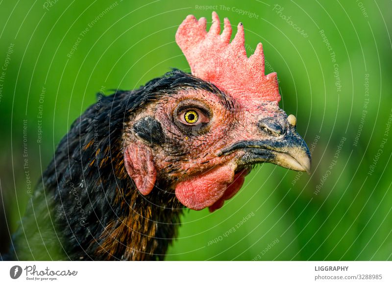 cockscomb Breakfast Nature Animal Pet Animal face 1 Stress Barn fowl Chicken Gamefowl Eating Egg Soft-boiled Garden Free-range rearing Easter Protein