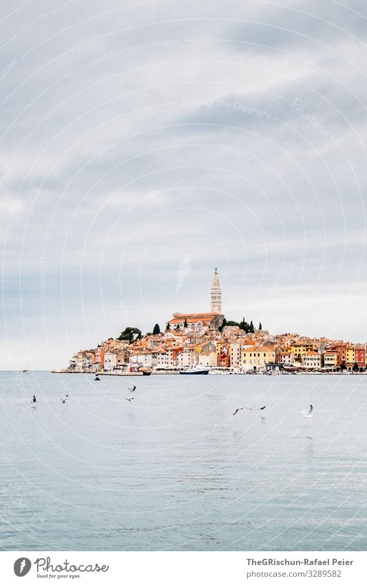 Rovinj Town Gray Orange Black Croatia Ocean Bird Seagull Church Vantage point Travel photography Clouds Colour photo Exterior shot Deserted Copy Space top