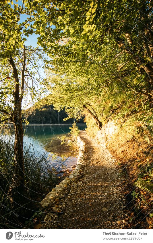 Plitvice Lakes Environment Nature Blue Yellow Gold Turquoise Footbridge Lanes & trails Coast Tree National Park Hiking Croatia Colour photo Exterior shot