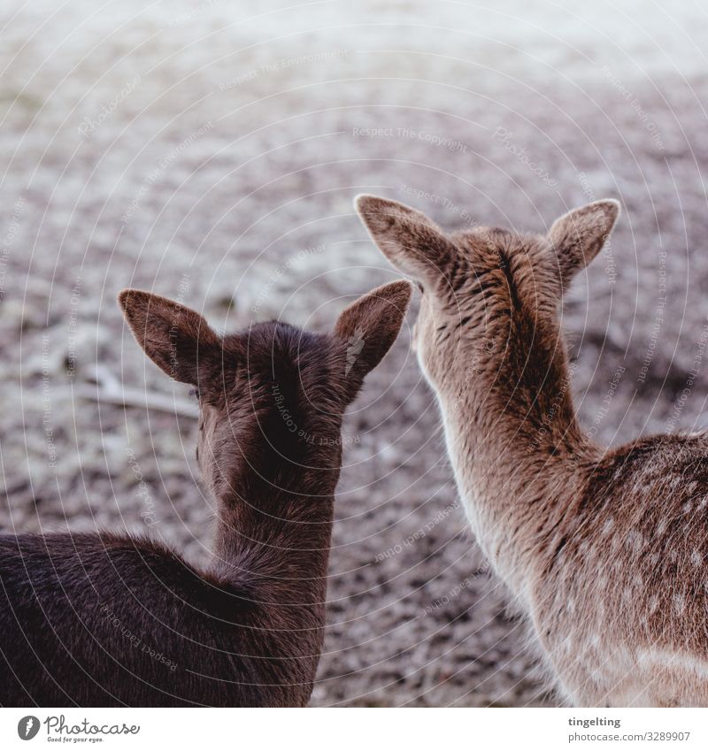 Observer Deer Nature Meadow Field Animal Wild animal Roe deer 2 Together Near Brown Fawn Back of the head Friendship Game park Soft Ear Spotted Beige