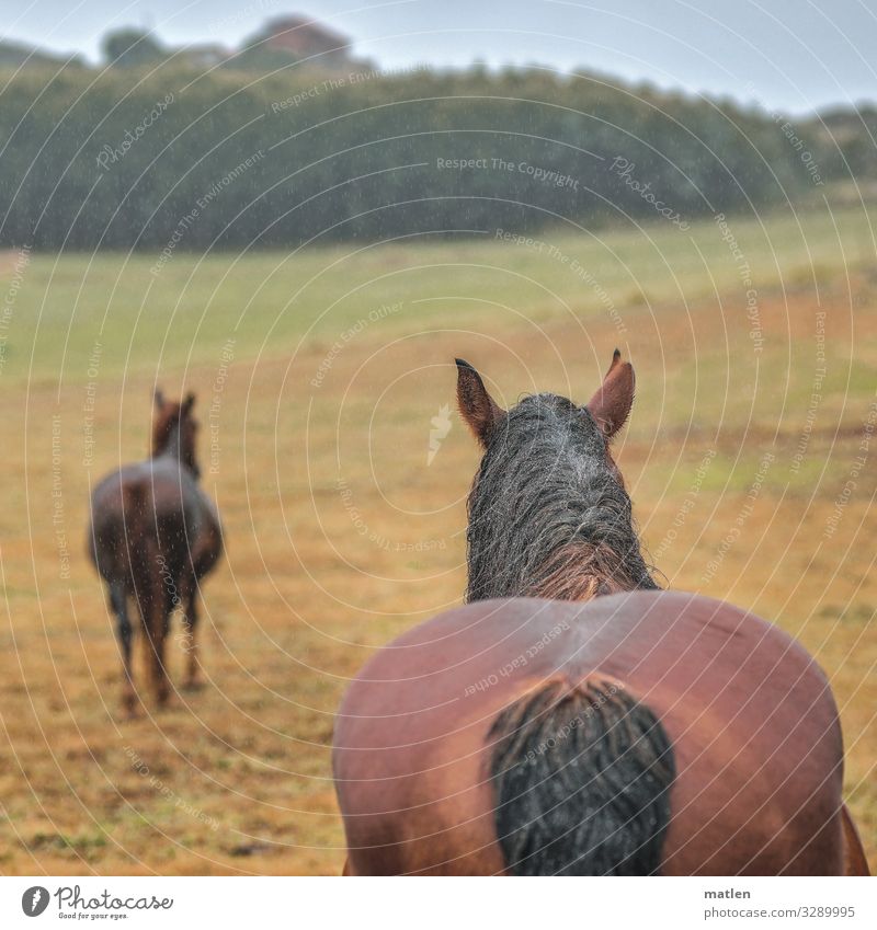 continuous rain Bad weather Rain Tree Grass Meadow Pet Farm animal Horse 2 Animal Blue Brown Yellow Green Black Wet Soak Dripping Pasture Colour photo