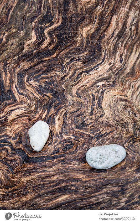 Stones lying on a tree trunk on Rügen Shadow Contrast Central perspective Shallow depth of field Light Day Copy Space middle Copy Space bottom Deserted