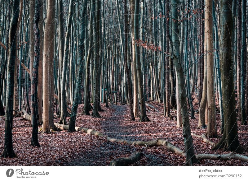 Beech forest on Rügen Vacation & Travel Tourism Trip Adventure Far-off places Freedom Hiking Environment Nature Landscape Plant Winter Beautiful weather Tree