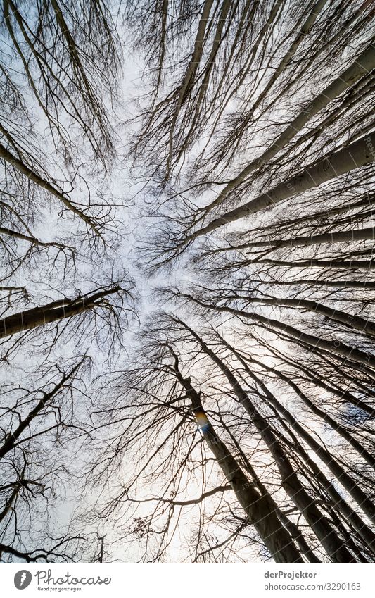 View into the winter sky with trees on Rügen II Panorama (View) Central perspective Shallow depth of field Contrast Copy Space middle Day Light Shadow