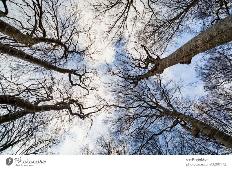 View into the winter sky with trees on Rügen I Panorama (View) Central perspective Shallow depth of field Contrast Copy Space middle Day Light Shadow