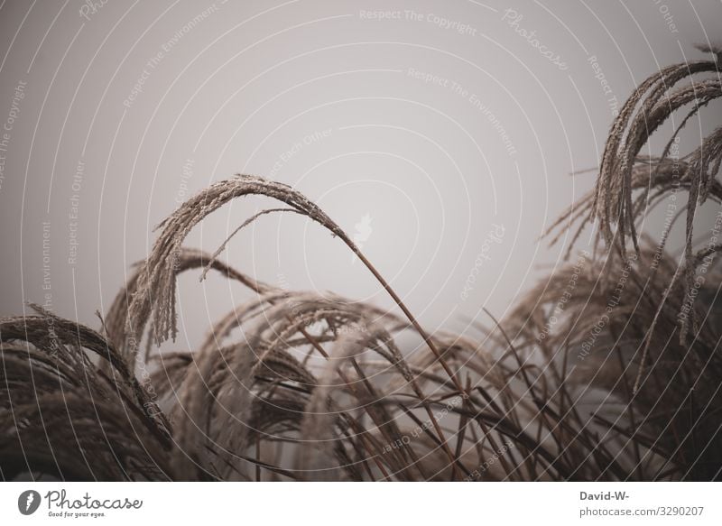 Ornamental grasses in frost chill Frost Winter Ice Exterior shot Freeze Colour photo Frozen White Deserted Ice crystal Day Hoar frost Plant Nature Environment