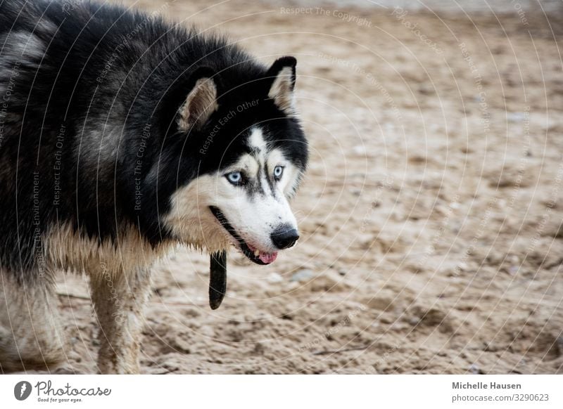 Husky dog portrait at the beach Joy Trip Far-off places Freedom Summer Beach Nature Landscape Sand Park River bank Town Animal Pet Dog Animal face Pelt 1