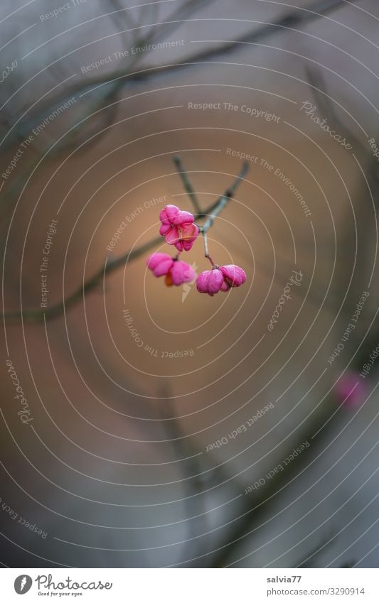 parson's hat Common spindle fruit spindle bush Plant Nature Autumn Pink bushes Shallow depth of field Twigs and branches Bleak Illuminate Exterior shot Deserted