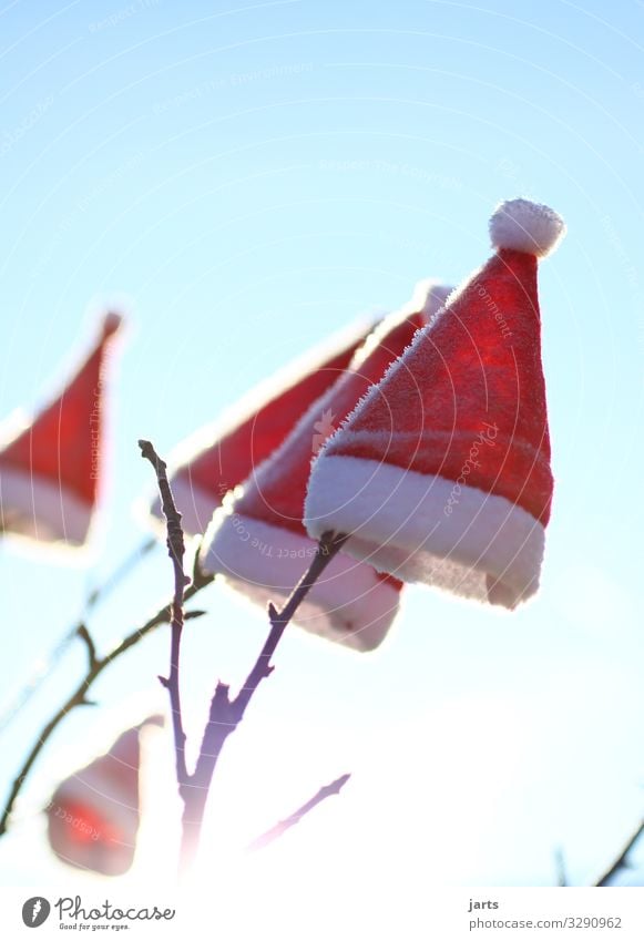 winter caps Cap Joie de vivre (Vitality) Ease Santa Claus hat Branch Tree Christmas tree Christmas & Advent Anti-Christmas Winter Colour photo Exterior shot