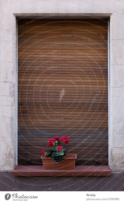 pink geraniums in front of closed shutters, typical german still life - corona Quarantine Idyll Still Life German Window box Roller shutter Flower Geranium