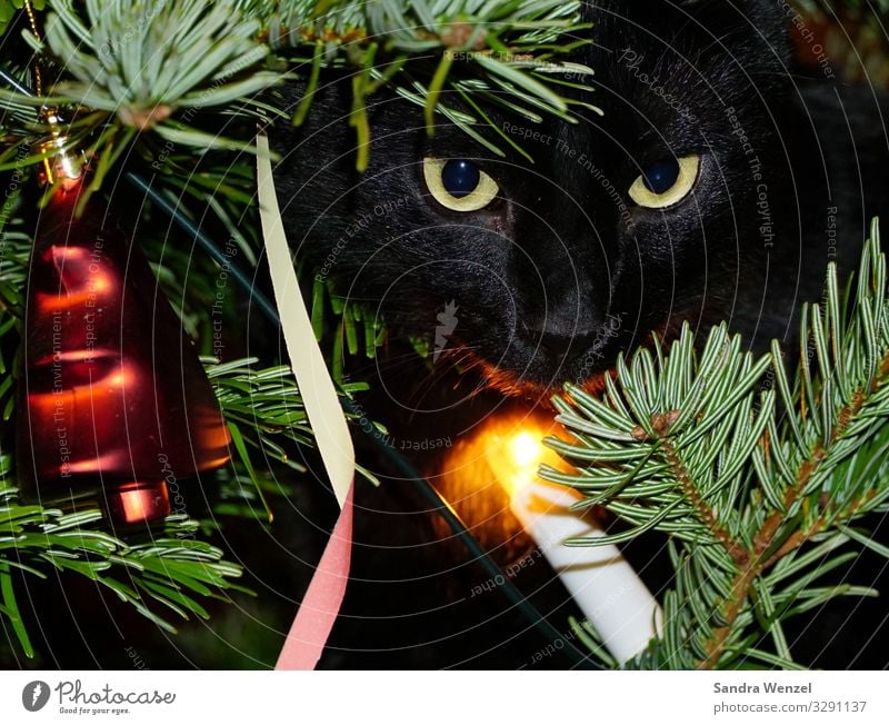 Sirius in the fir tree Winter Tree Contentment Anticipation Trust Safety (feeling of) Christmas & Advent Fir tree Christmas tree Cat Saucer-eyed Colour photo