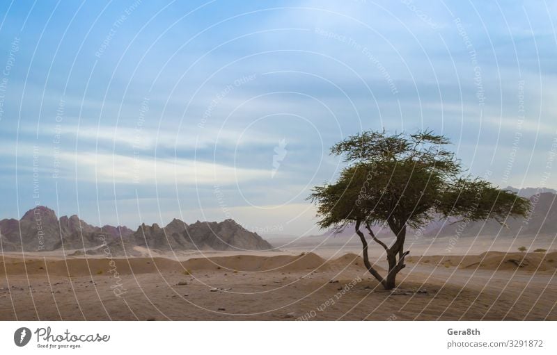 one green tree in the desert of egypt Exotic Vacation & Travel Summer Mountain Nature Plant Sand Sky Clouds Horizon Tree Leaf Rock Stone Natural Blue Green