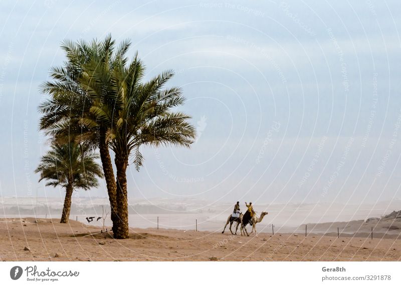 people ride camels in the desert Sharm El Sheikh Egypt Exotic Vacation & Travel Tourism Trip Adventure Mountain Nature Landscape Sand Sky Horizon Climate Plant