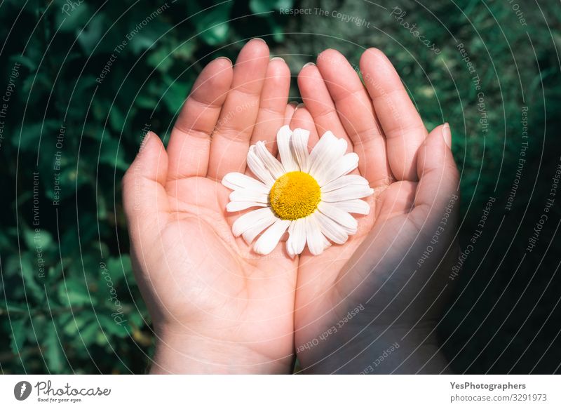 Daisy flower held in hands. White flower. Protecting nature Herbs and spices Health care Wellness Summer Hand Environment Nature Plant Sunlight