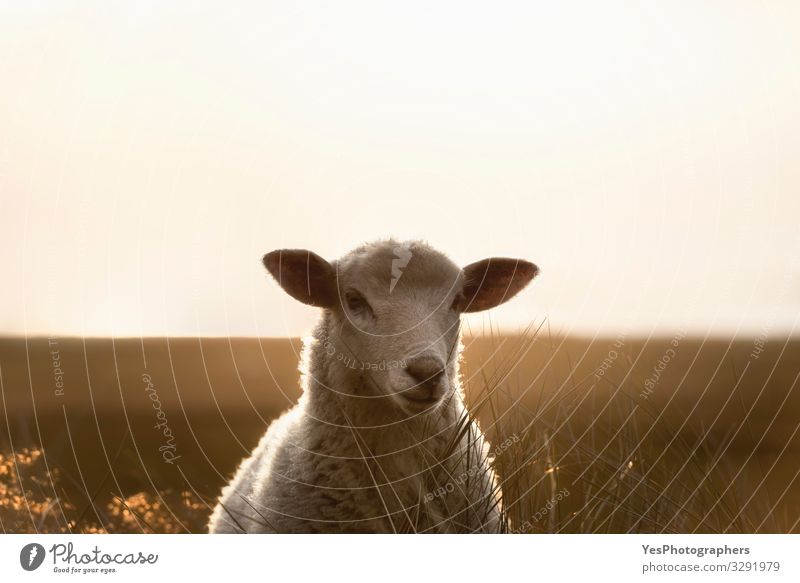 Sheep portrait staring in sunlight. White lamb on Sylt island Summer Landscape Beautiful weather Grass North Sea Stand Loneliness Frisia Germany