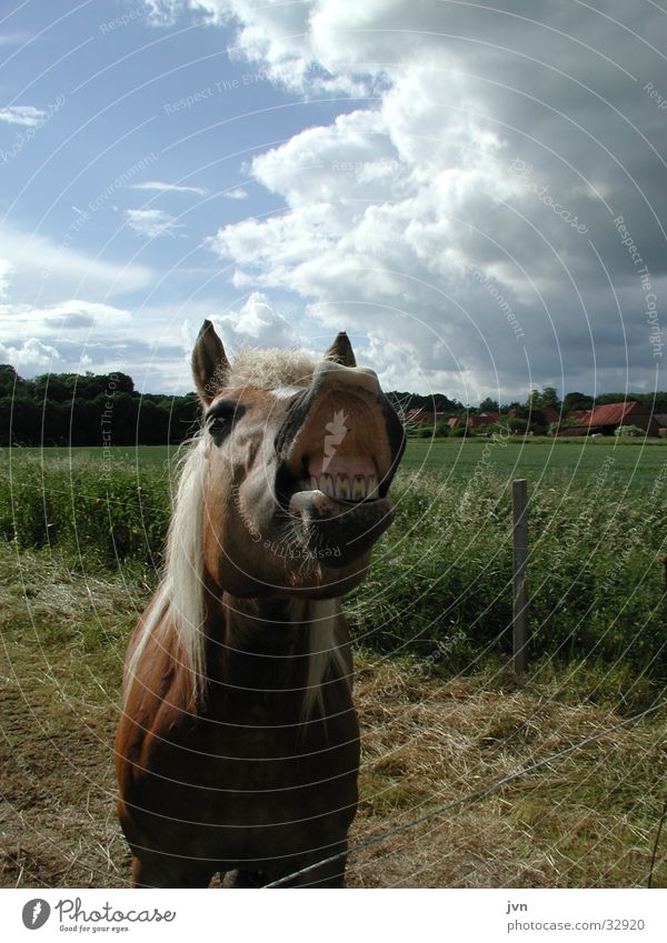 show teeth Horse Animal Transport Nose Muzzle Set of teeth Laughter pay