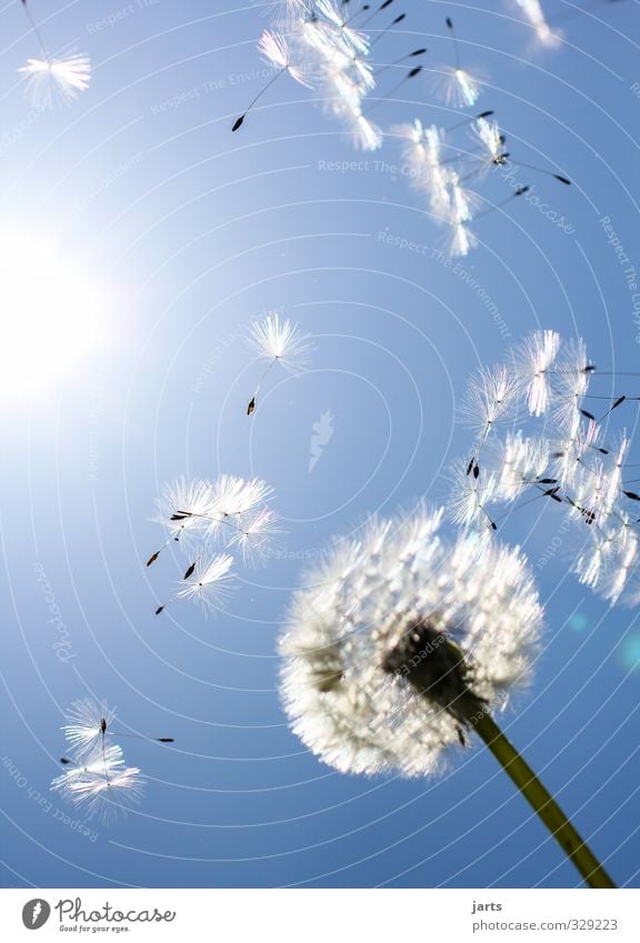 summer feeling Environment Nature Plant Sky Spring Summer Beautiful weather Blossom Flying Free Infinity Blue Joie de vivre (Vitality) Spring fever Dandelion