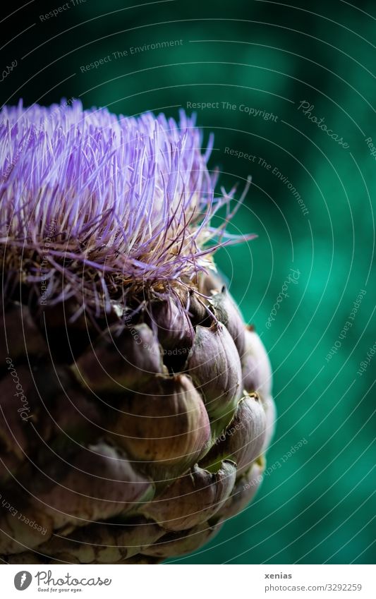 Artichoke blossom against a green background Plant Blossom Thistle Garden Blossoming Exotic Large Round Green Violet crop xenias Studio shot Close-up Detail