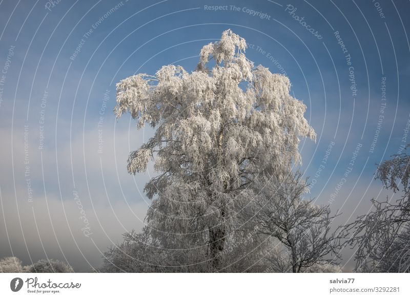 winter atmosphere Environment Nature Plant Sky Clouds Sun Winter Climate Beautiful weather Ice Frost Tree Bushes Birch tree Park Forest Cold Moody Idyll Calm