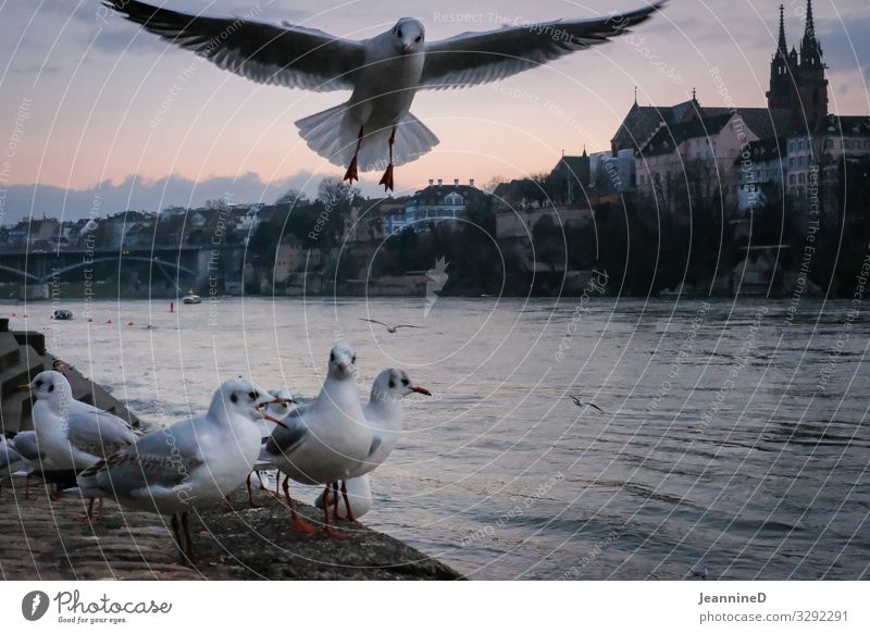 Gulls on the Rhine Vacation & Travel Tourism Trip Freedom Culture River bank Basel Downtown Skyline House (Residential Structure) Church Münsterplatz Navigation